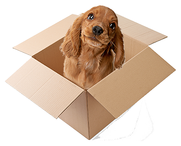 Pets cannot travel on the moving truck